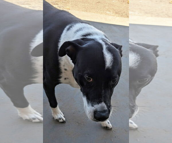 Medium Photo #4 Labrador Retriever-Unknown Mix Puppy For Sale in Pena Blanca, NM, USA