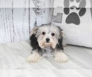 Morkie Puppy for sale in MARIETTA, GA, USA