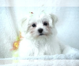 Maltese Puppy for sale in HANOVER, PA, USA
