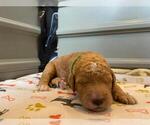 Small Photo #56 Goldendoodle Puppy For Sale in NORTH SCITUATE, RI, USA