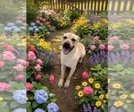 Farrah - Female Black Mouth Cur Dog for Adoption - Small photo