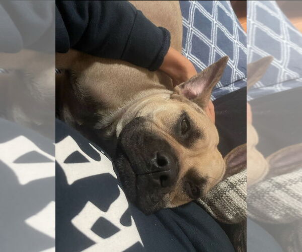 Medium Photo #1 American French Bull Terrier Puppy For Sale in Raleigh, NC, USA