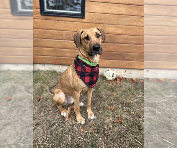 Medium Photo #9 Mountain Cur-Unknown Mix Puppy For Sale in Boston, MA, USA
