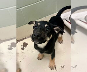 Mutt Dogs for adoption in Webster, WI, USA