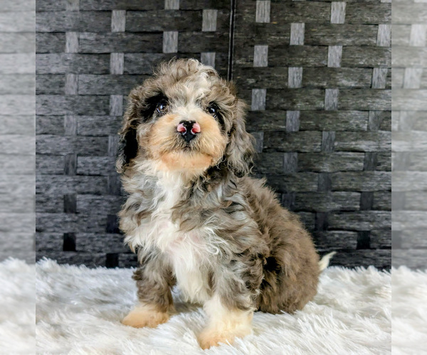 Medium Photo #18 Poochon Puppy For Sale in CAPAC, MI, USA