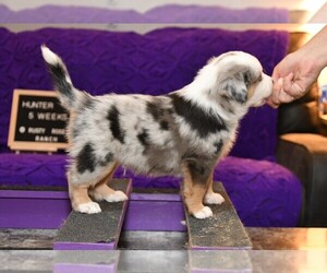 Miniature American Shepherd Puppy for sale in SPRINGTOWN, TX, USA