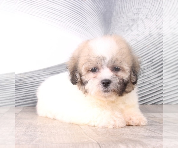 Medium Photo #3 Zuchon Puppy For Sale in WESTPOINT, IN, USA