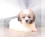 Small Photo #3 Zuchon Puppy For Sale in WESTPOINT, IN, USA
