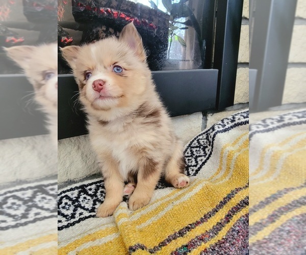 Medium Photo #2 Pomsky Puppy For Sale in KANSAS CITY, KS, USA