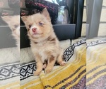 Small Photo #2 Pomsky Puppy For Sale in KANSAS CITY, KS, USA