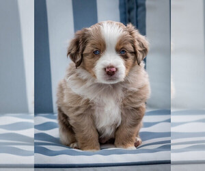 Miniature Australian Shepherd Puppy for Sale in CONCORD, California USA