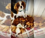 Small Photo #5 Cavalier King Charles Spaniel Puppy For Sale in BROOKLYN PARK, MN, USA