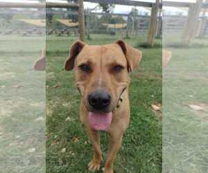 Mutt Dogs for adoption in Columbus, IN, USA