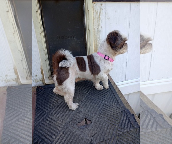 Medium Photo #3 Shih Tzu Puppy For Sale in Visalia, CA, USA