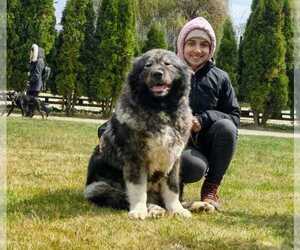 Mother of the Caucasian Shepherd Dog puppies born on 08/29/2022