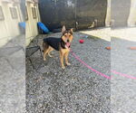 Small #16 German Shepherd Dog Mix
