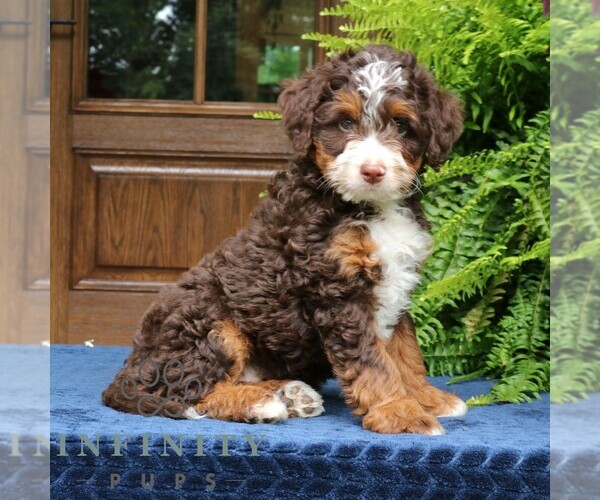 Medium Photo #2 Bernedoodle (Miniature) Puppy For Sale in NARVON, PA, USA
