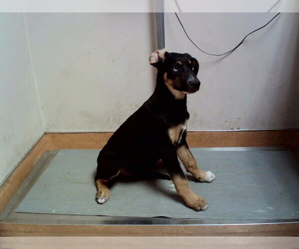Medium Photo #1 German Shepherd Dog-Unknown Mix Puppy For Sale in Martinez, CA, USA