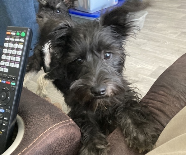 Medium Photo #1 Schnoodle (Miniature) Puppy For Sale in CONWAY, SC, USA