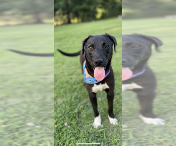 Medium Photo #3 Labrador Retriever-Unknown Mix Puppy For Sale in Conway, AR, USA