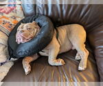 Small #13 Bulldog Mix