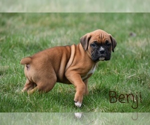Boxer Puppy for sale in SHIPSHEWANA, IN, USA