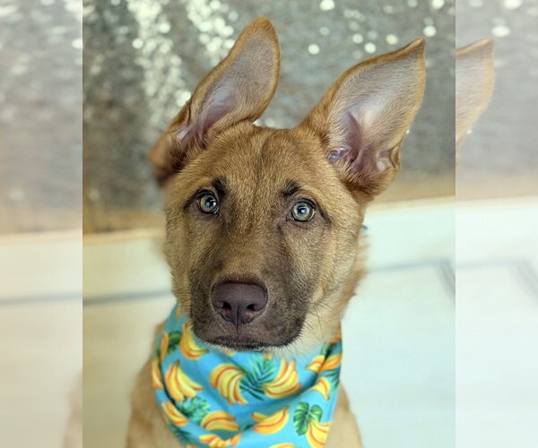 Medium Photo #1 German Shepherd Dog Puppy For Sale in Phoenix, AZ, USA