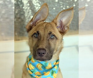 German Shepherd Dog Dogs for adoption in Phoenix, AZ, USA