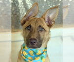 Small German Shepherd Dog