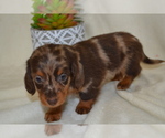 Small #2 Dachshund