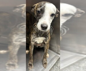Mutt Dogs for adoption in Sterling, MA, USA