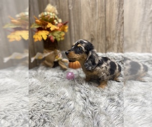 Dachshund Puppy for Sale in MYRTLE, Missouri USA