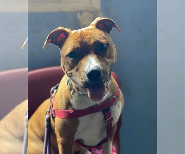 Medium Photo #11 American Pit Bull Terrier-Unknown Mix Puppy For Sale in Lockport, NY, USA