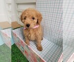 Puppy Shania Twain Goldendoodle (Miniature)