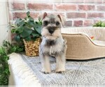Small #7 Schnauzer (Miniature)