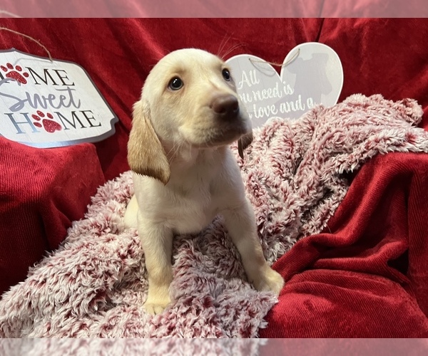 Full screen Photo #1 Labrador Retriever Puppy For Sale in MADISON, NC, USA