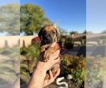 Small Photo #1 Rhodesian Ridgeback Puppy For Sale in SURPRISE, AZ, USA