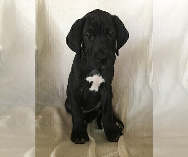 Medium Photo #4 Great Dane Puppy For Sale in LAKE WALES, FL, USA