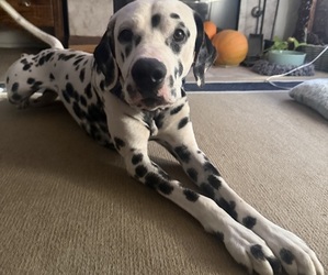 Mother of the Dalmatian puppies born on 08/15/2026