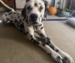 Small Photo #1 Dalmatian Puppy For Sale in COLTON, CA, USA