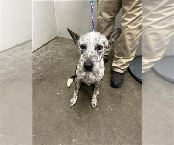 Medium Photo #1 Mutt Puppy For Sale in Rosenberg, TX, USA