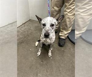 Mutt Dogs for adoption in Rosenberg, TX, USA