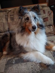 Mother of the Shetland Sheepdog puppies born on 09/28/2018