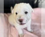 Small #3 Labrador Retriever Mix