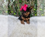 Tiny Tilly - Female Yorkshire Terrier Puppy for Sale - Photo #4