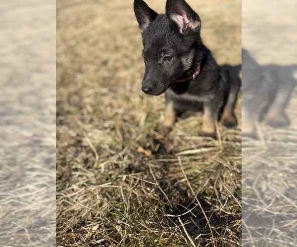Medium Photo #6 German Shepherd Dog Puppy For Sale in SUMPTER TWP, MI, USA