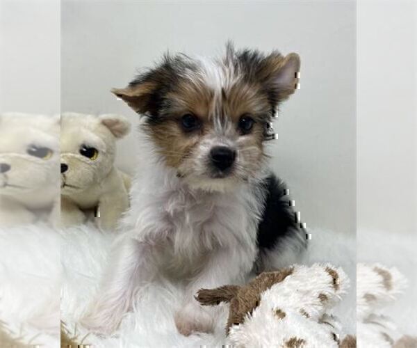 Medium Photo #39 Yorkshire Terrier Puppy For Sale in WEST PALM BEACH, FL, USA