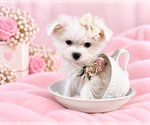 Hand delivery - Female ShihPoo Puppy for Sale - Photo #6