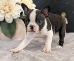 Small Photo #52 Boston Terrier Puppy For Sale in GOSHEN, IN, USA