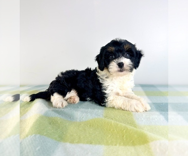 Medium Photo #1 Bernedoodle (Miniature) Puppy For Sale in GREENFIELD, IN, USA